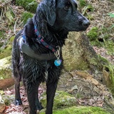 Entry image for Maggie Lou