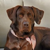 Entry image for Whiskey Mae