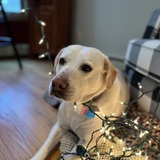 Entry image for Charlotte 