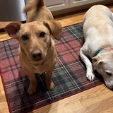 Entry image for Cali