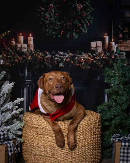 Entry image for Rico . Clicking this image will show a larger photo