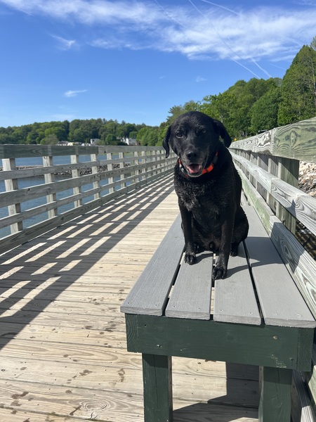 Entry image for Harley. Clicking this image will show a larger photo