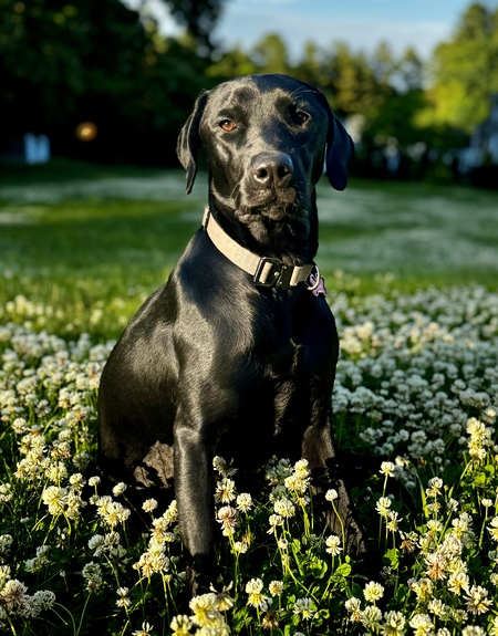 Entry image for Griffey. Clicking this image will show a larger photo