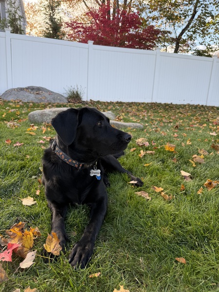 Entry image for Shadow. Clicking this image will show a larger photo