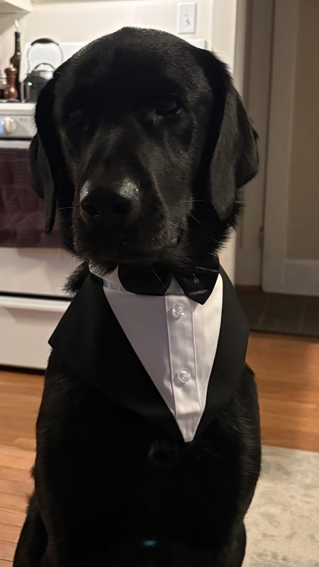 Entry image for Reilly. Clicking this image will show a larger photo