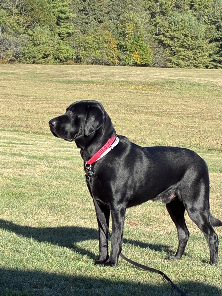 Entry image for Geno. Clicking this image will show a larger photo