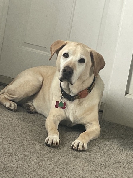 Entry image for Charlie . Clicking this image will show a larger photo