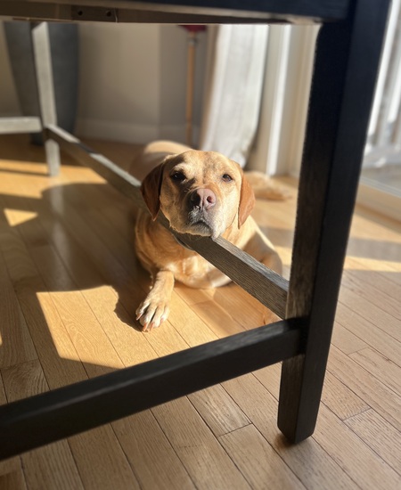 Entry image for Ruby. Clicking this image will show a larger photo