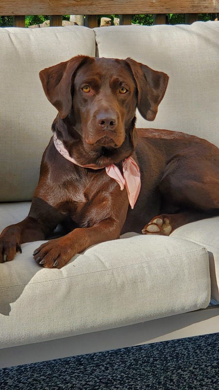 Entry image for Whiskey Mae. Clicking this image will show a larger photo