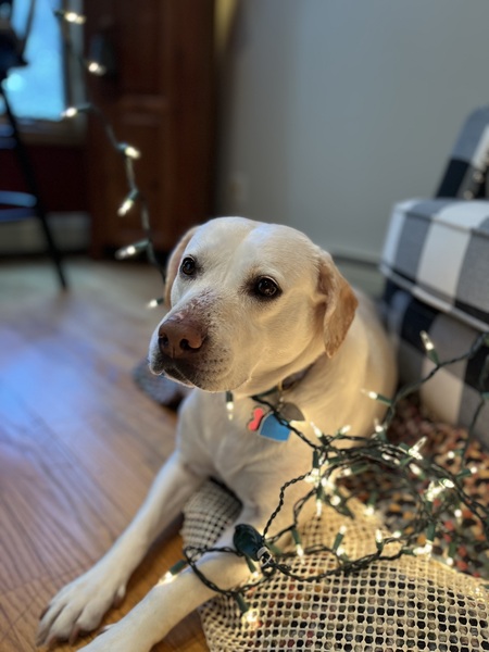 Entry image for Charlotte . Clicking this image will show a larger photo