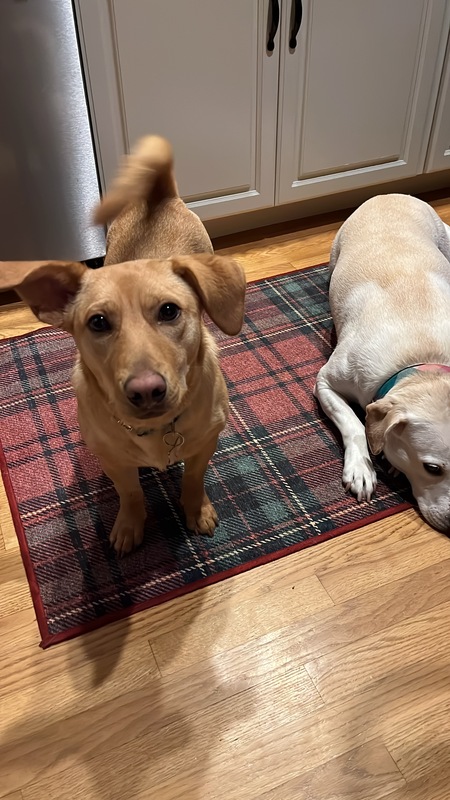 Entry image for Cali. Clicking this image will show a larger photo