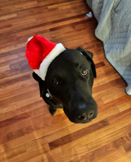 Entry image for Otis. Clicking this image will show a larger photo