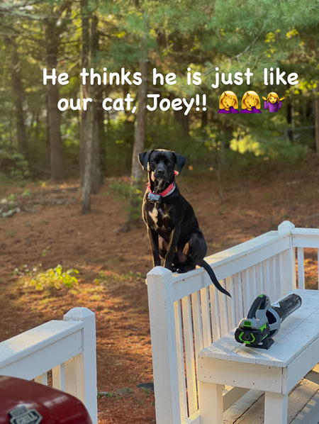 Entry image for Ace. Clicking this image will show a larger photo