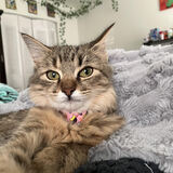 Entry image for Nocciola