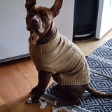 Entry image for Enzo Lewis