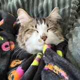 Entry image for Captain