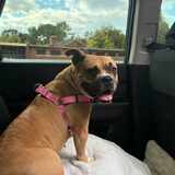 Entry image for Myla