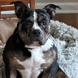 Entry image for Izzy