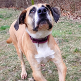 Entry image for Lilo