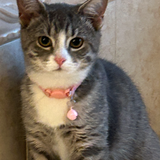 Entry image for Luna