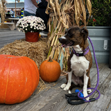 Entry image for Phoenix