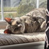 Entry image for Zoey Angelpaws