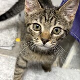 Entry image for Cat Baby