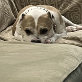 Entry image for Bella