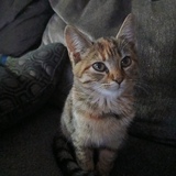 Entry image for Mimi