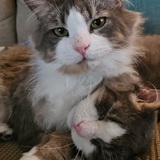 Entry image for Snow and Mr. Fluffypants