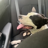 Entry image for Gemini