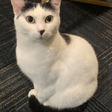 Entry image for Latte