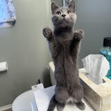 Entry image for Butters