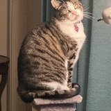 Entry image for Punkin