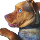 Entry image for Louis Vuitton