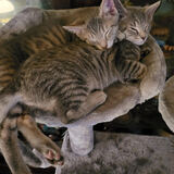 Entry image for Happy and Camper