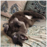 Entry image for Bella