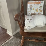 Entry image for Snowi