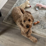 Entry image for Rudy