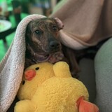 Entry image for Juniper