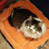 Entry image for Mylie