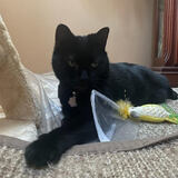 Entry image for Lexi