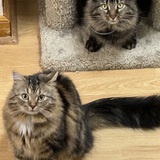 Entry image for Ollie and Chewy