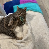 Entry image for Biggie Smalls