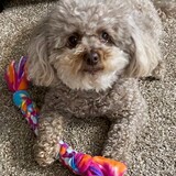 Entry image for Phyllis