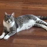 Entry image for Stormii