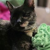 Entry image for Mila