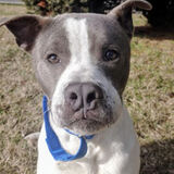 Entry image for Barkley