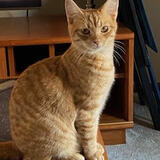 Entry image for Michael Angelo