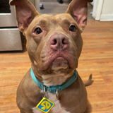 Entry image for Nyla